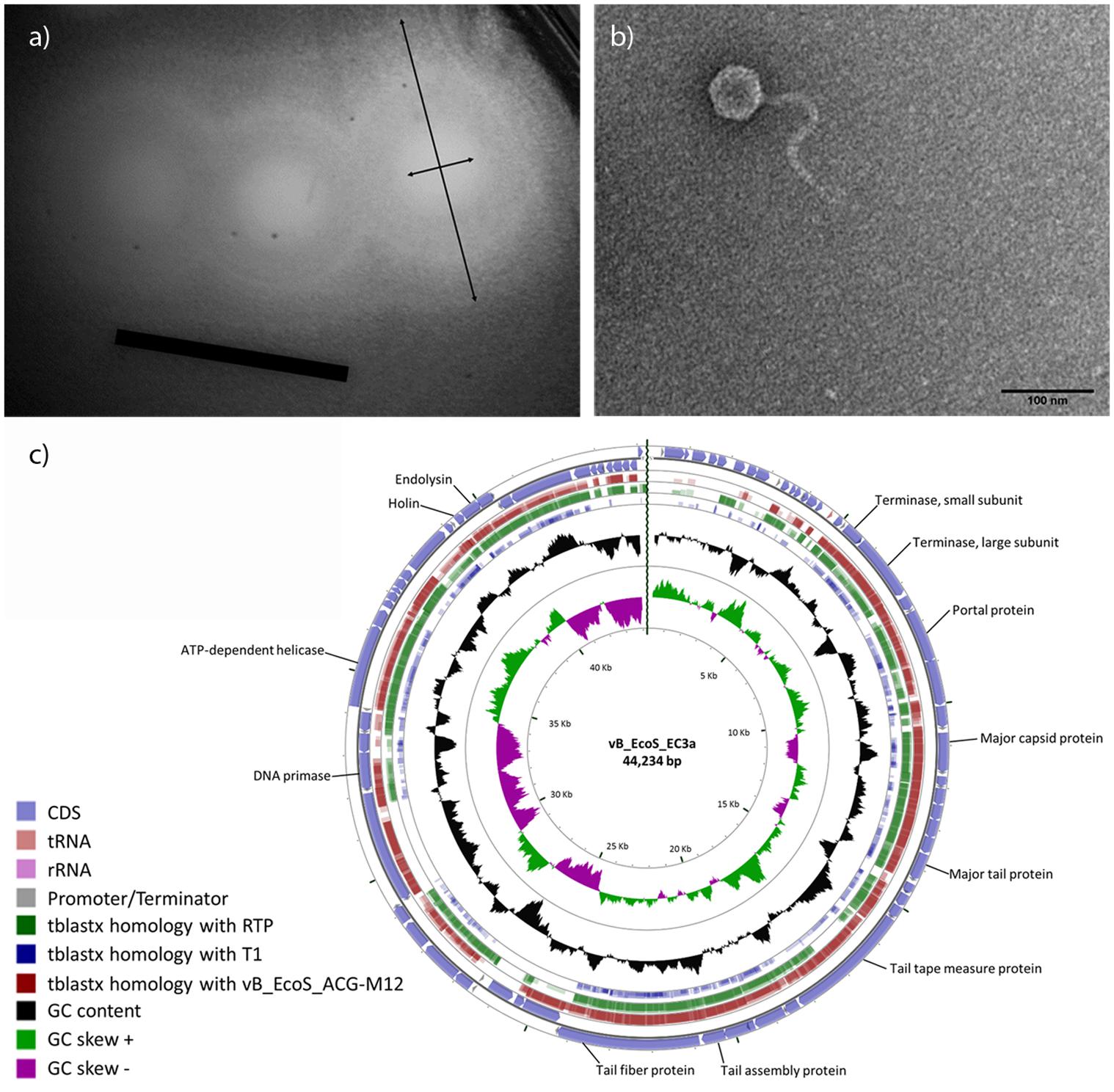 Andrew Sh: Biofilmografía