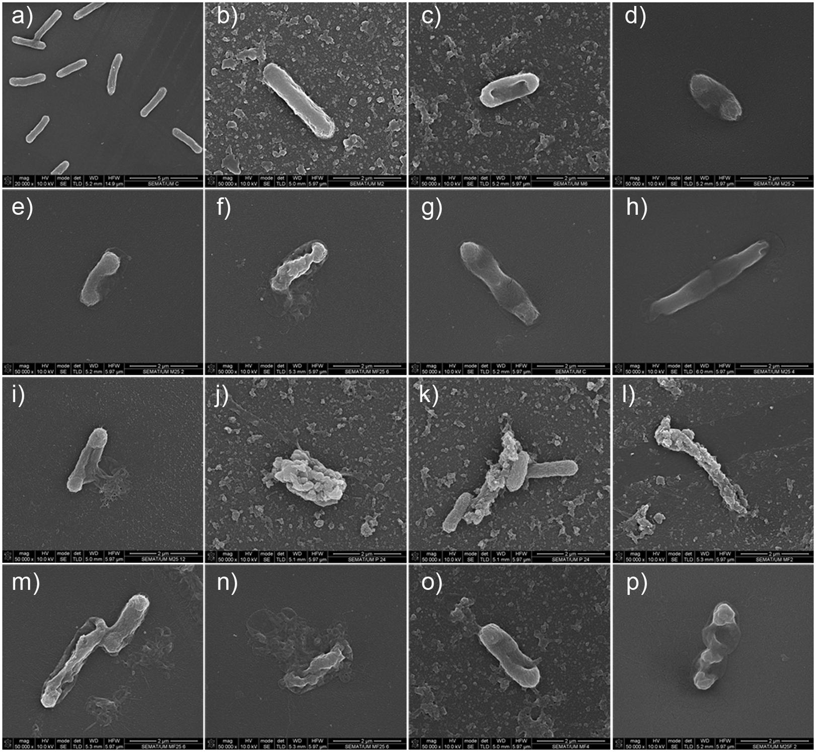 Andrew Sh: Biofilmografía