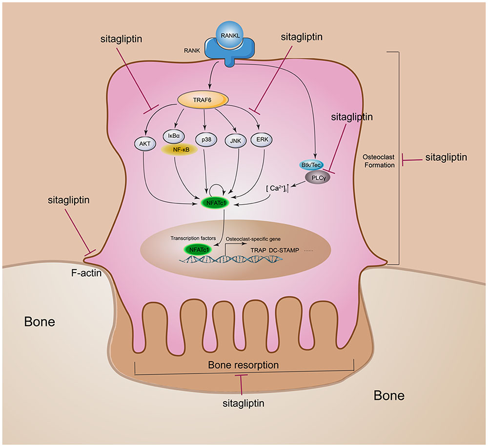 januvia mechanism of action video