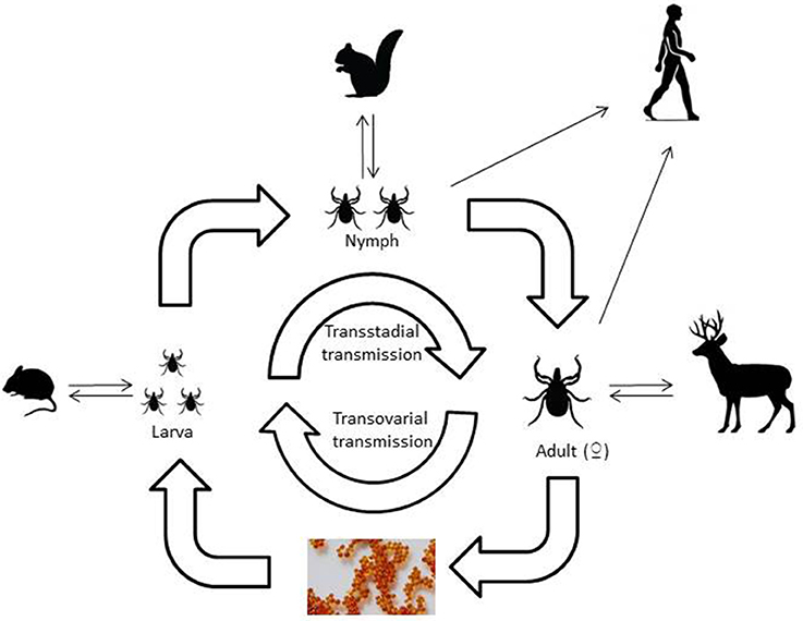 Frontiers  A One-Health Approach to Investigating an Outbreak of  Alimentary Tick-Borne Encephalitis in a Non-endemic Area in France (Ain,  Eastern France): A Longitudinal Serological Study in Livestock, Detection  in Ticks, and