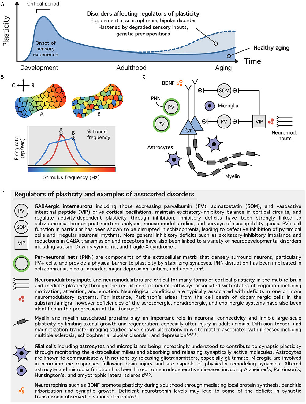 Frontiers Dynamic Brains And The Changing Rules Of Neuroplasticity Implications For Learning And Recovery Psychology