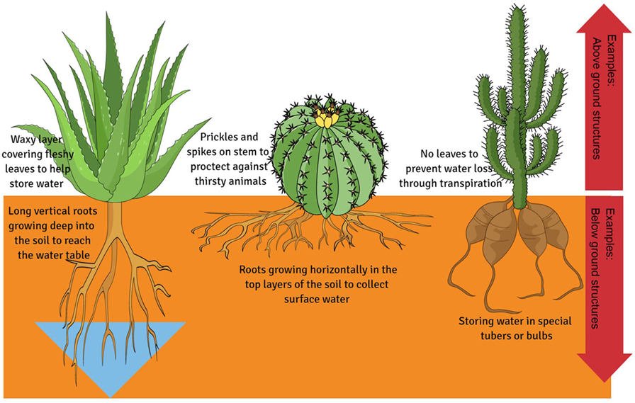 図1：植物に見られる、水分の損失と戦い、より多くの水を蓄えるための極端な構造的適応。