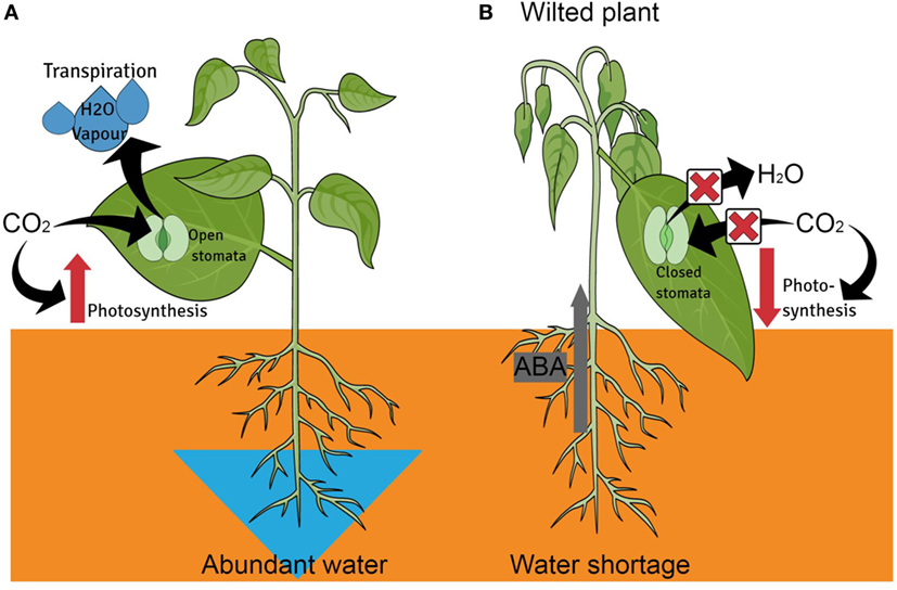 Figuur 2 - Interne verdediging van planten onder waterstress.