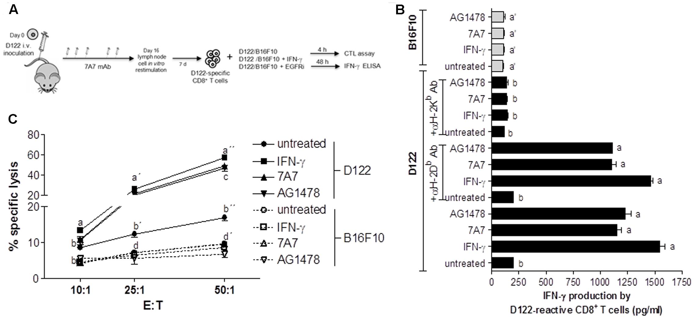 Frontiers Upregulation Of Hla Class I Expression On Tumor Cells By The Anti Egfr Antibody Nimotuzumab Pharmacology