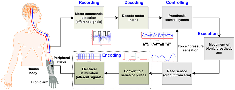 Peripheral Nerve Stimulator