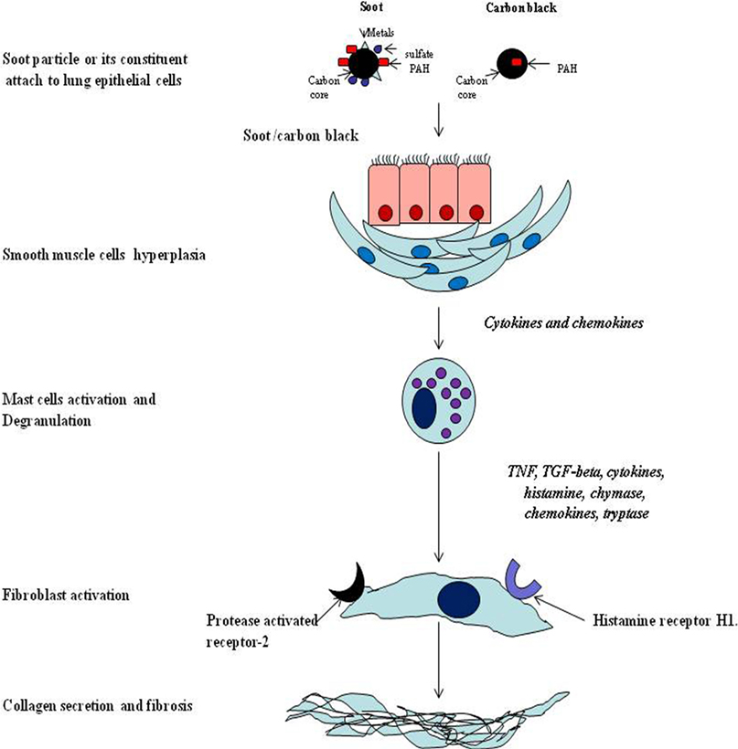 Frontiers  The Toxicological Mechanisms of Environmental Soot