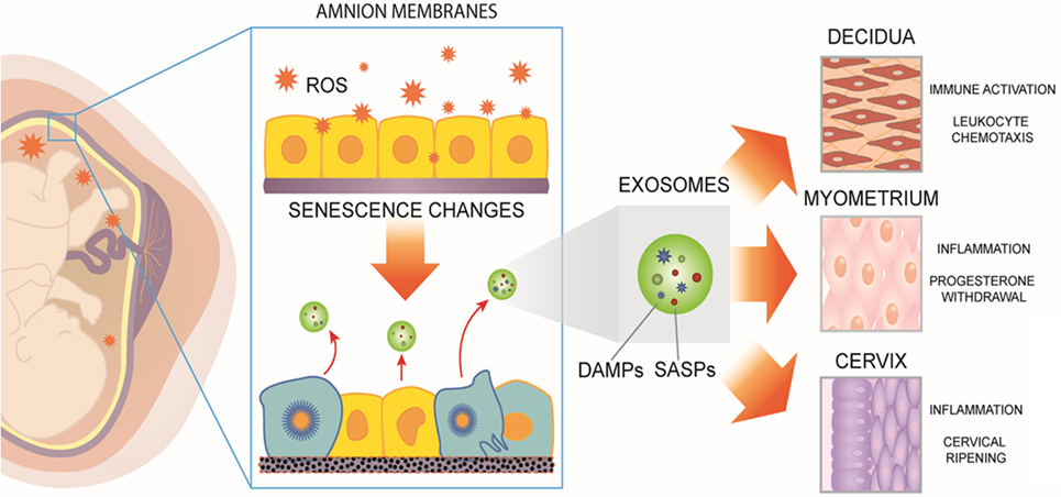 fetal membranes