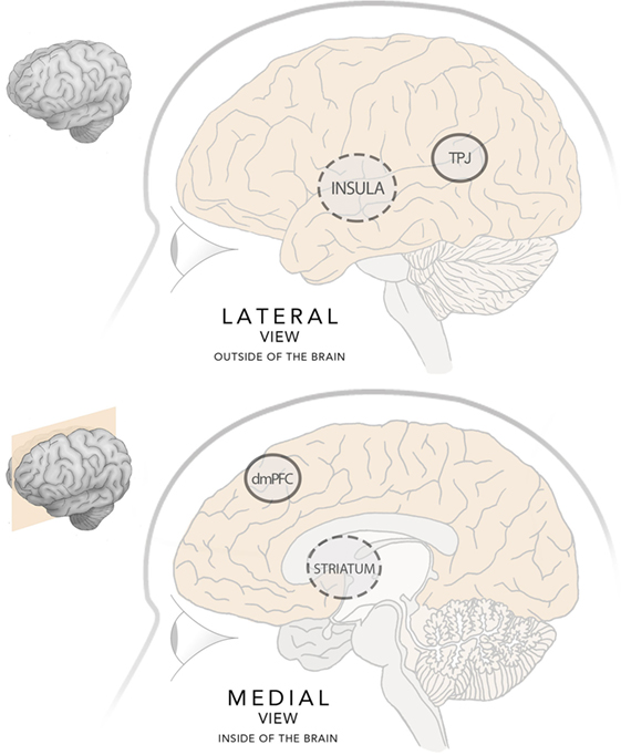 Figure 2 - An illustration of the brain with some important brain areas highlighted.