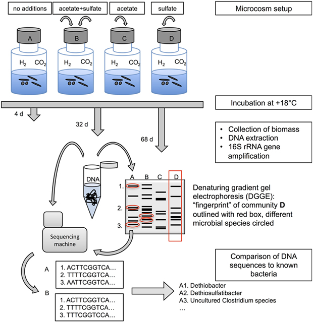 Figure 1 - A schematic representation of the design of the study and different methods used.