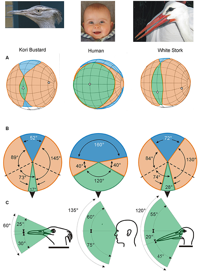 How Does A Bird's Vision Work?