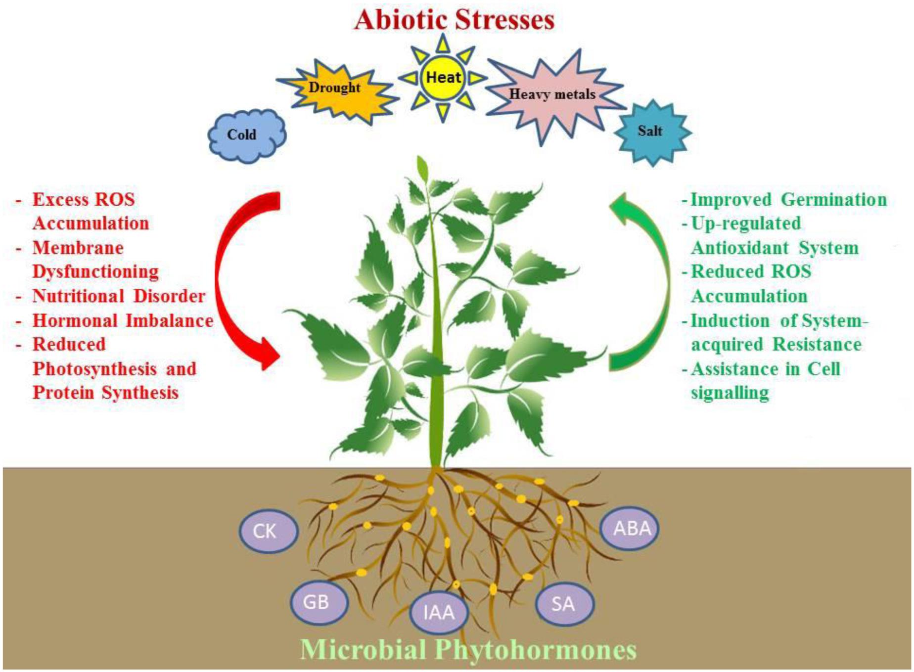 Frontiers | Phytohormones and Beneficial Microbes: Essential Components for Plants to Stress and Fitness