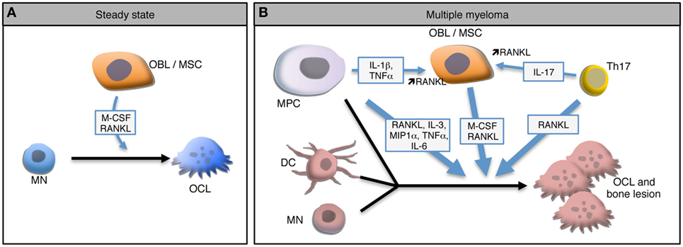 Frontiers | Emerging Roles of Osteoclasts in the Modulation of