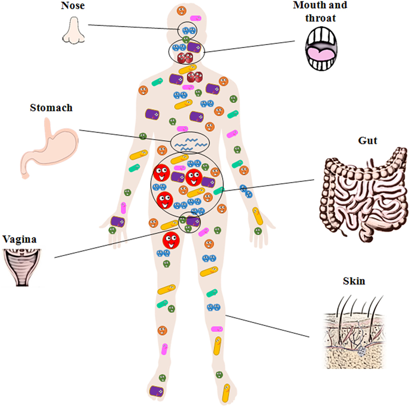 Microbiota Normal Do Corpo Humano - ENSINO