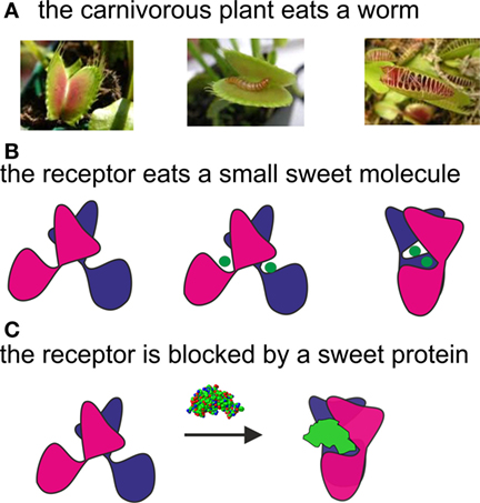 Figure 3 - Comparison between the sweet receptor and a Venus fly trap plant.