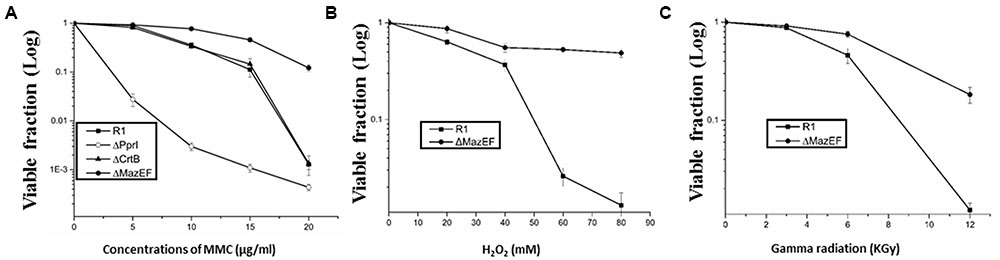 Thin section electron micrograph of (a) D. radiodurans R1 tetrad