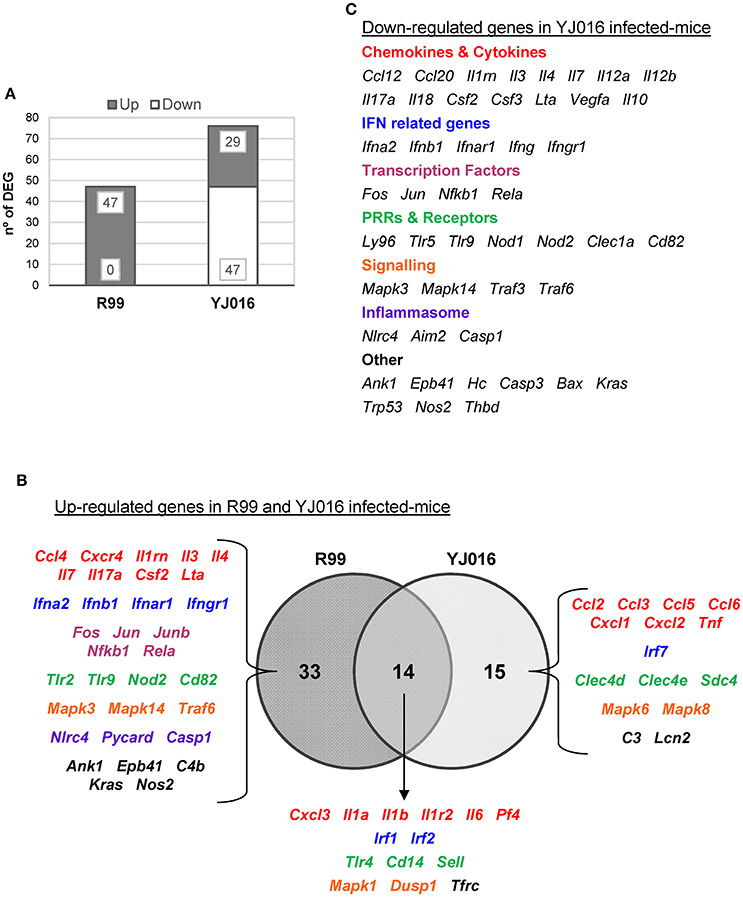 Frontiers | MARTX Toxin in the Zoonotic Serovar of Vibrio vulnificus ...