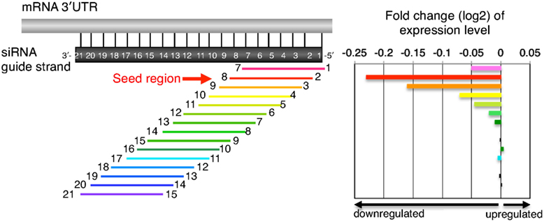 Frontiers | Thermodynamic Control of Small RNA-Mediated Gene Silencing ...