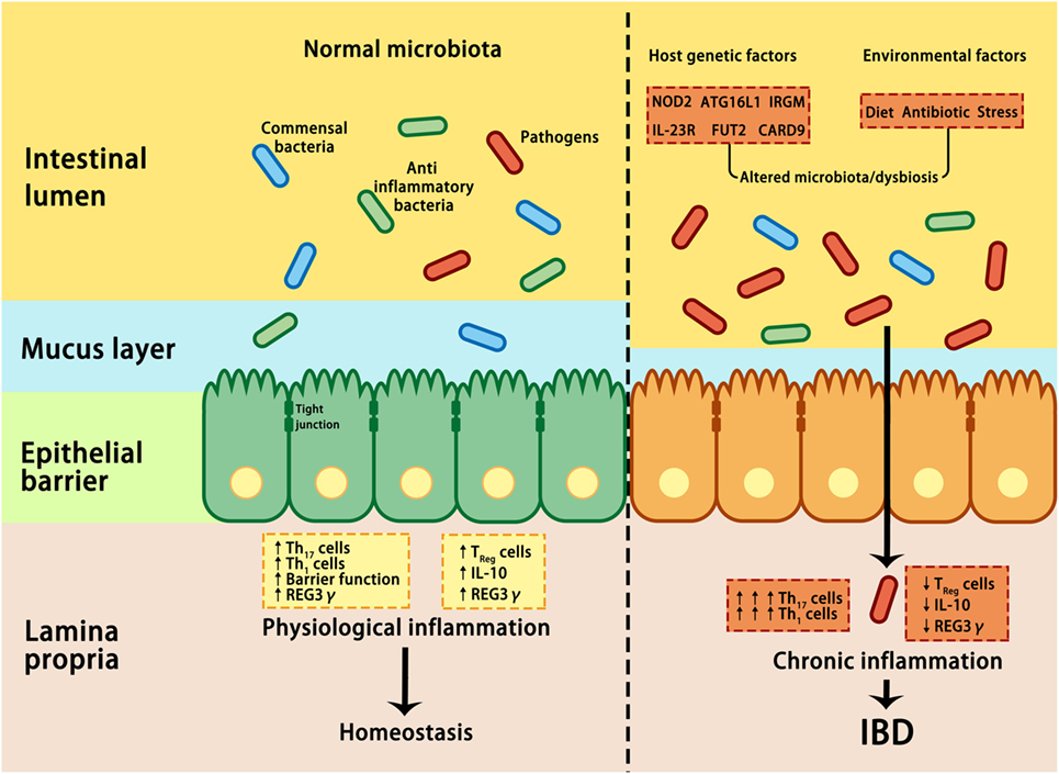 Microbiotica intestinal