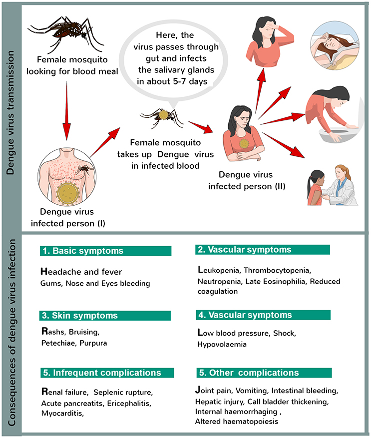 research article on dengue fever