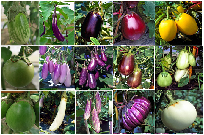 Representative fruits of each of the scarlet eggplant complex (S.