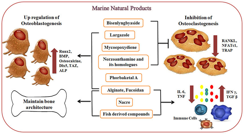 Natural production. Capsule for Osteoporosis. Chondrogenic differentiation in Alginate Beads.