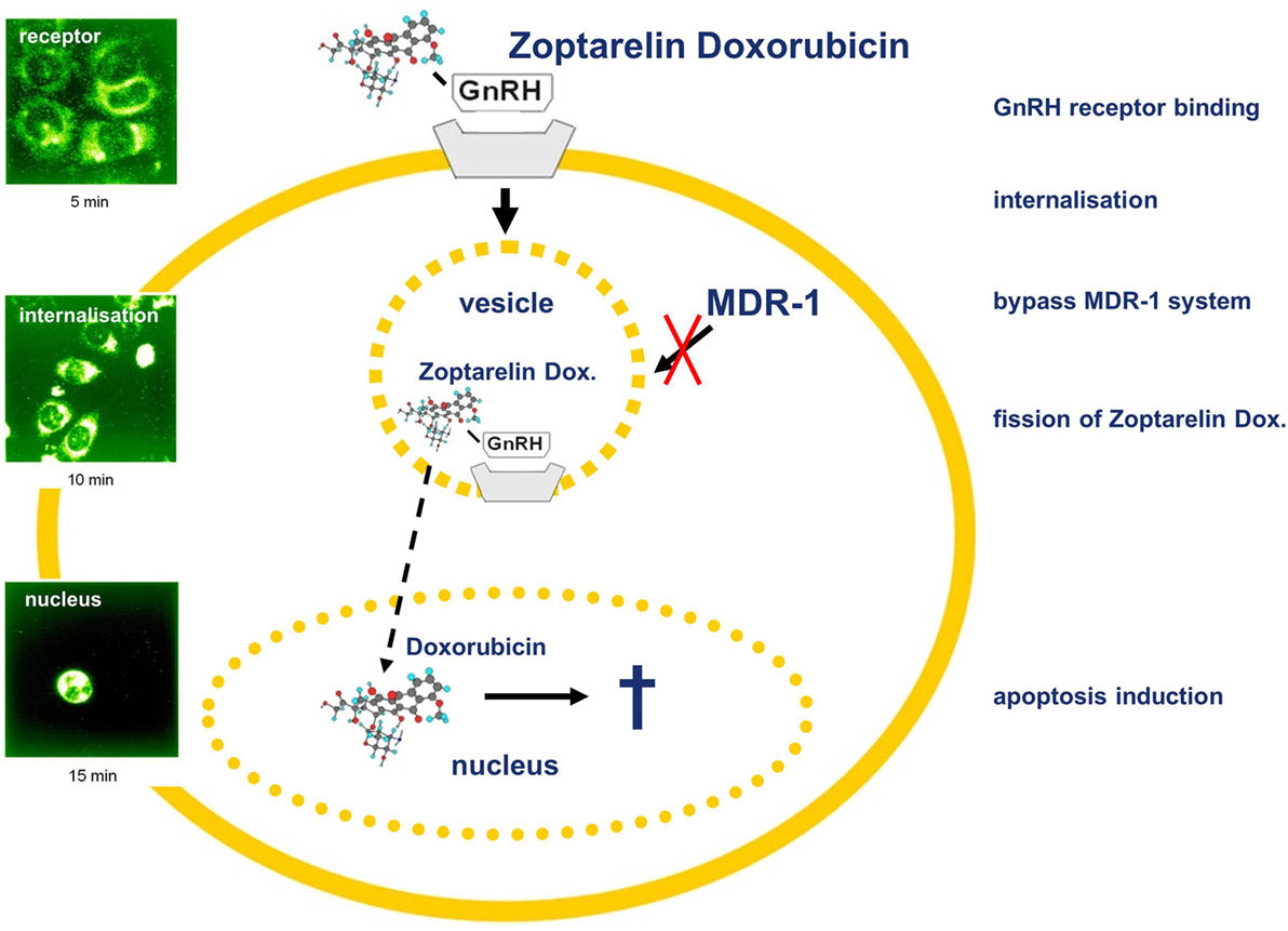 Frontiers | The Role of Gonadotropin-Releasing Hormone in Cancer