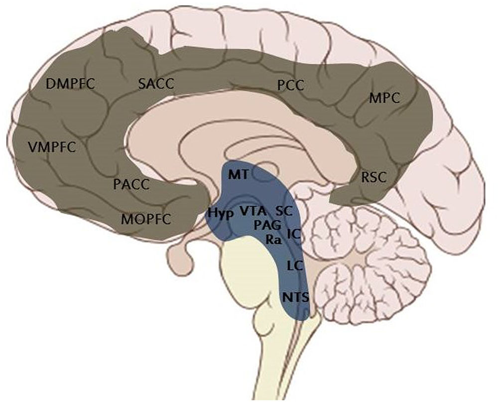 Где находится голод. Центр насыщения в головном мозге. Гиппокамп и гипоталамус разница. Отделы мозга нейробиология. Нейро гипоталамус.
