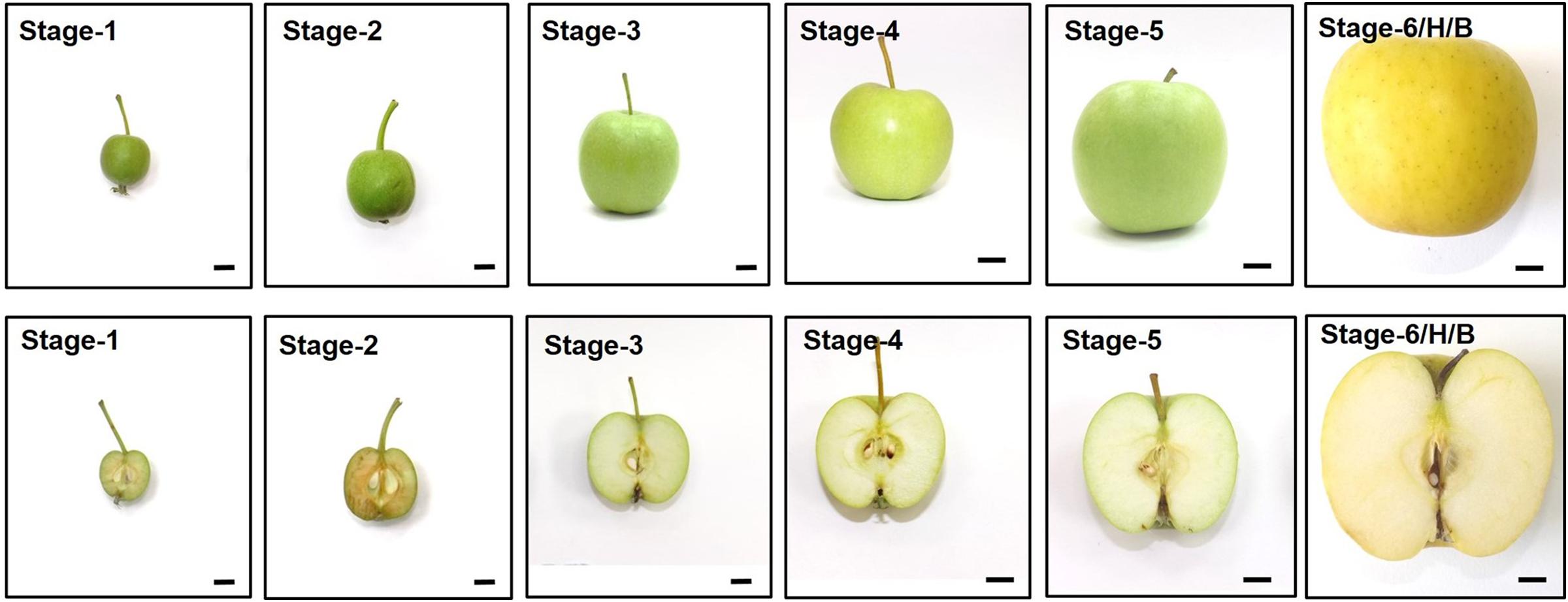 Granny Smith Apple – Determining Ripeness