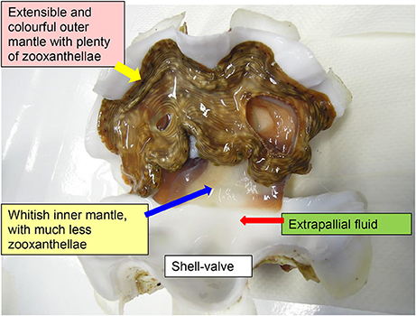 Giant on sale clam anatomy