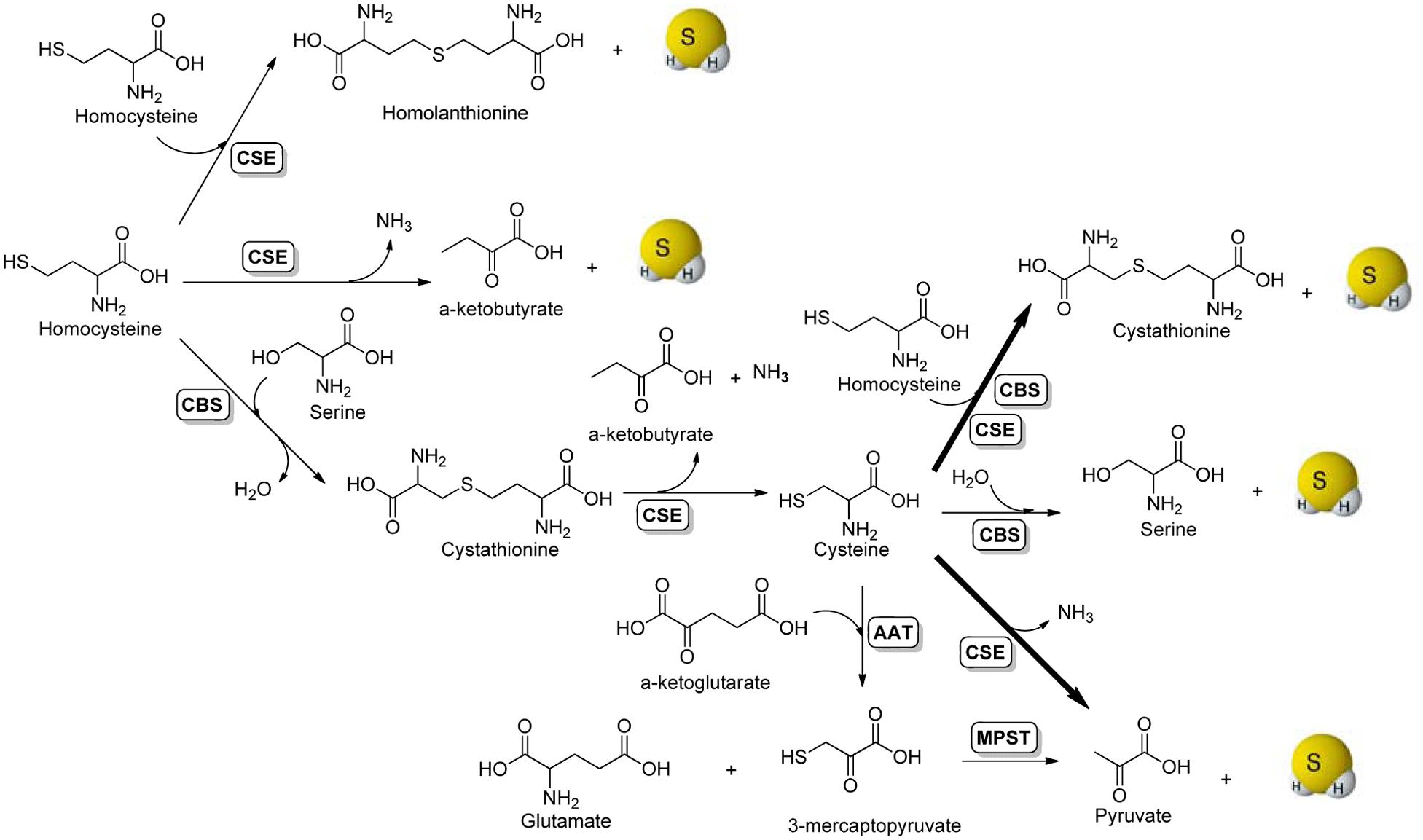 Гомоцистеин. L–Serine + l–homocysteine → l–Cystathionine + h2o..