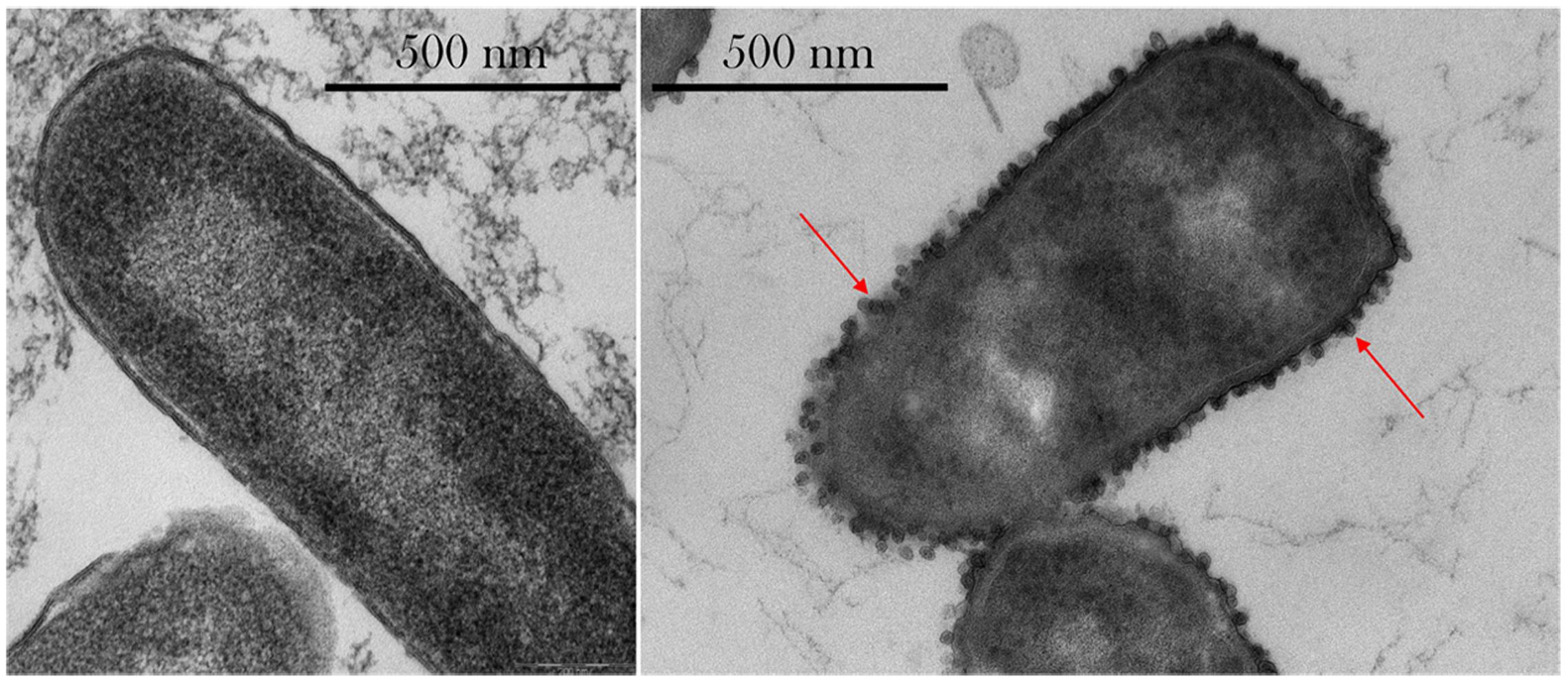 Frontiers Phenotypic Changes Exhibited By E Coli Cultured In Space Microbiology