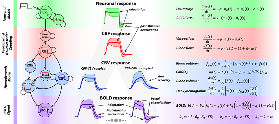 Frontiers Determining Excitatory And Inhibitory Neuronal Activity From Multimodal Fmri Data Using A Generative Hemodynamic Model Neuroscience