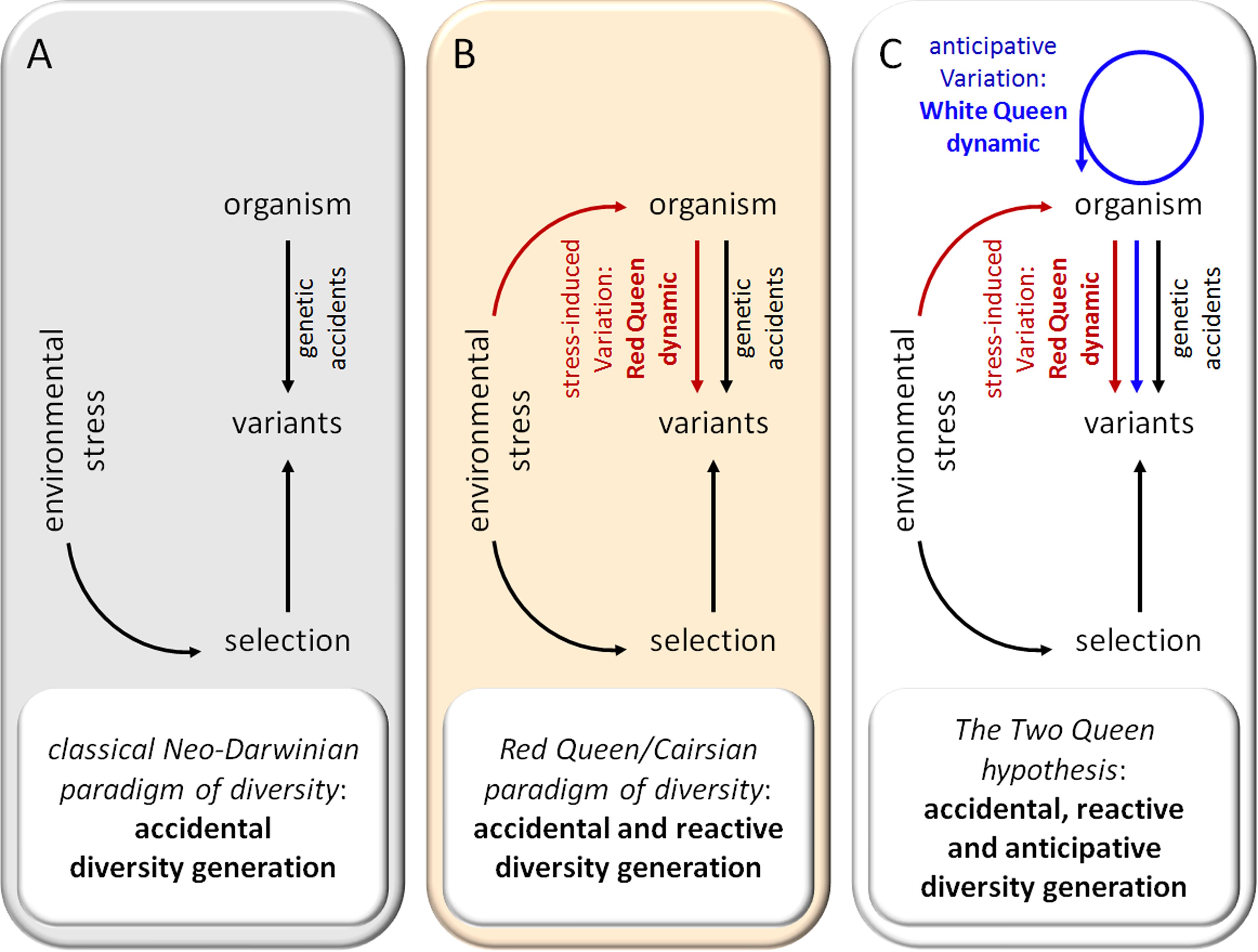 replacement hypothesis biology