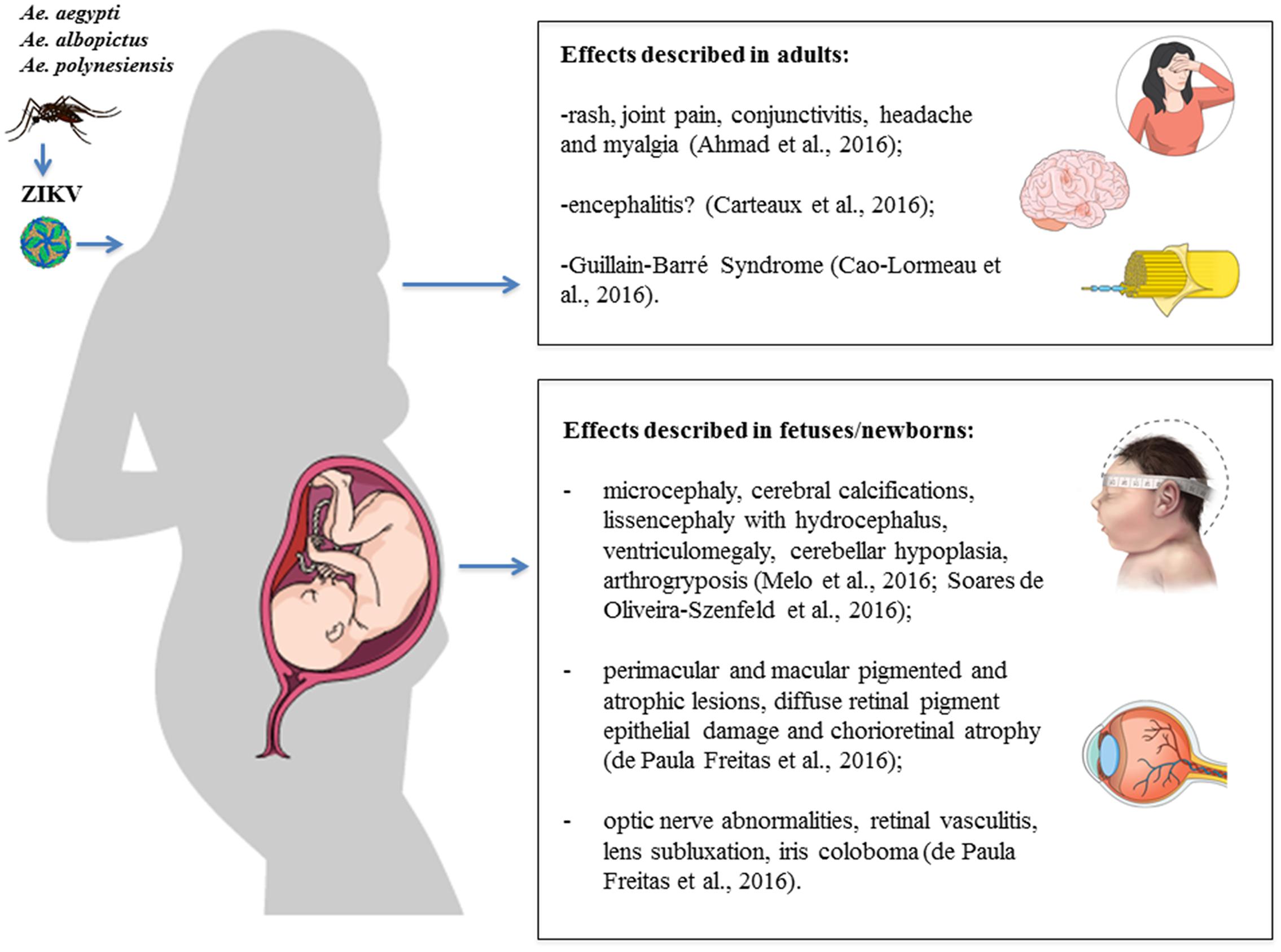 Frontiers | Zika Virus: What Have We Learnt Since the Start of the Recent Epidemic ...2270 x 1688