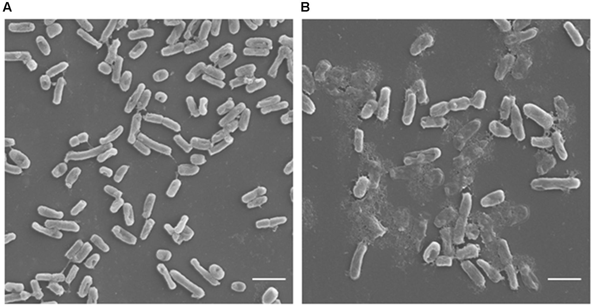 Frontiers Antimicrobial Potential Of Carvacrol Against Uropathogenic Escherichia Coli Via Membrane Disruption Depolarization And Reactive Oxygen Species Generation Microbiology