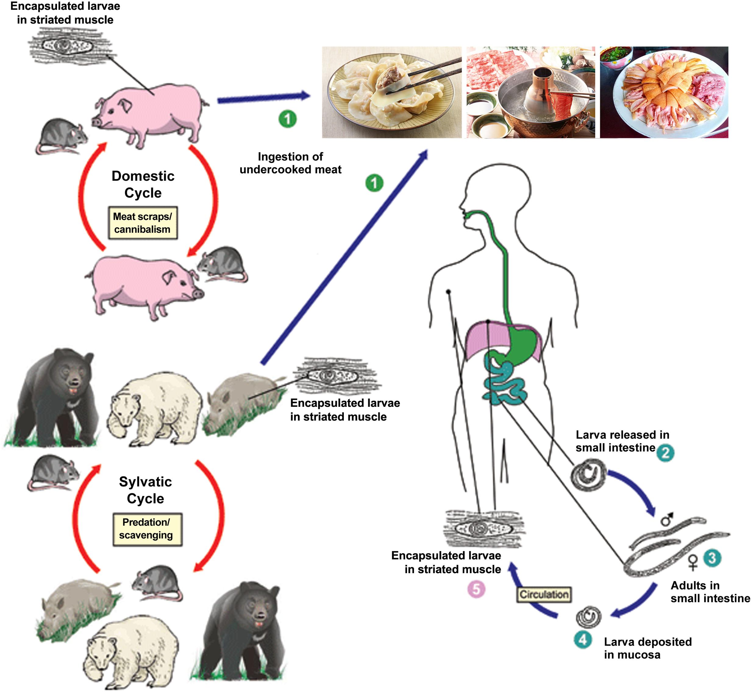 Frontiers | Current Research of Trichinellosis in China | Microbiology2467 x 2271