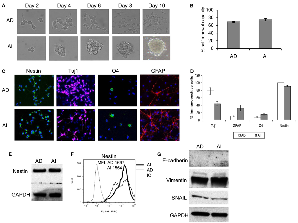 Frontiers | Reversible adaptive plasticity: A mechanism for ...