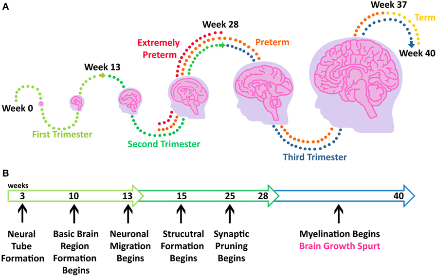 شكل 1 - تظهر هذه الصورة مراحل الحمل بالإضافة إلى الأحداث المتعلقة بنمو مخ الإنسان.