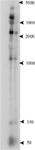 www.frontiersin.org