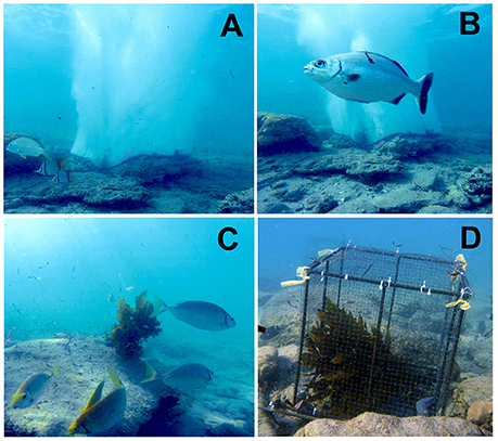 Frontiers | Bubble Curtains: Herbivore Exclusion Devices for Ecology and Restoration of Marine Ecosystems? Frontiers | Bubble Curtains: Herbivore Exclusion Devices for Ecology and Restoration of Marine Ecosystems?