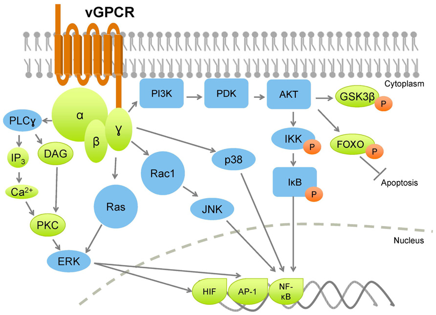 Сигнальный путь pi3k/Akt/MTOR. Pi3k Akt MTOR Pathway. Pi3k. Pi3k Immunology. 3.3 k