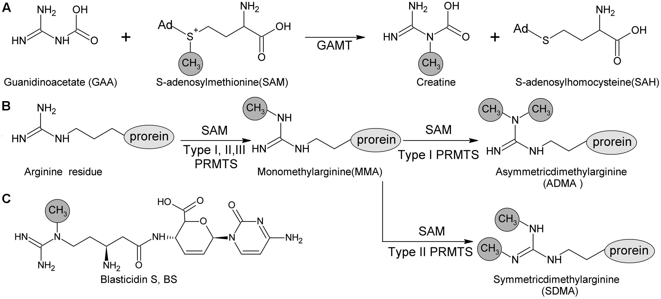 Frontiers Guanidine N Methylation By Blsl Is Dependent On Acylation Of Beta Amine Arginine In The Biosynthesis Of Blasticidin S Microbiology