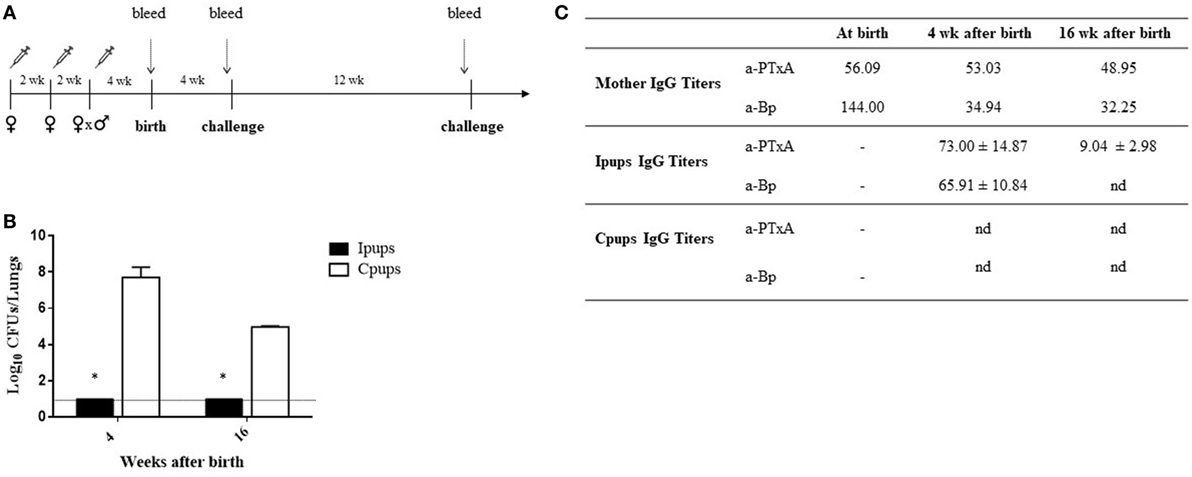 Frontiers  Pertussis Maternal Immunization Narrowing the Knowledge