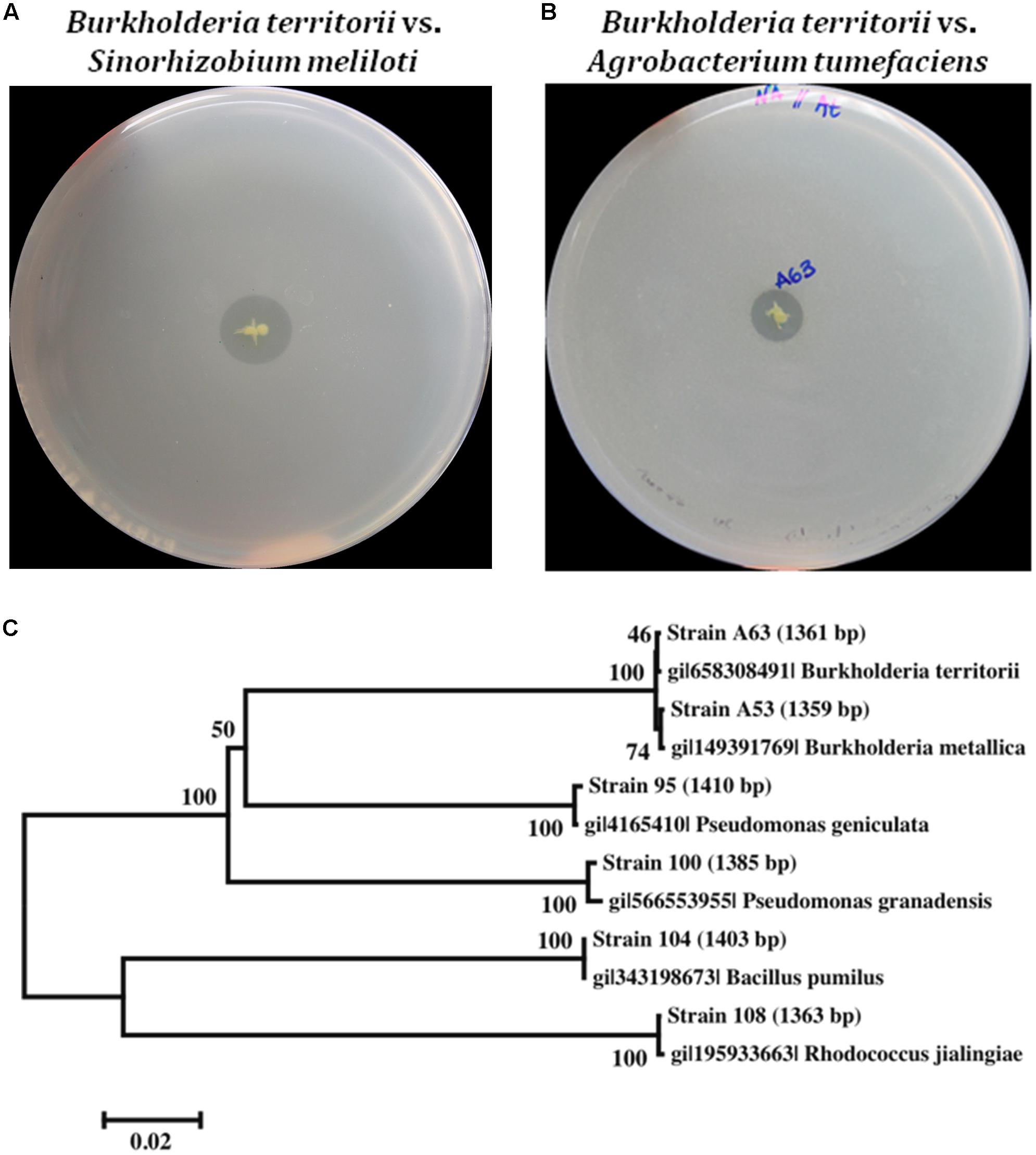 Isolation and Molecular Characterization of Antibiotic Producing