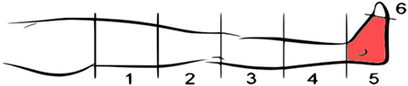 Frontiers | Real-time Classification of Non-Weight Bearing Lower-Limb ...