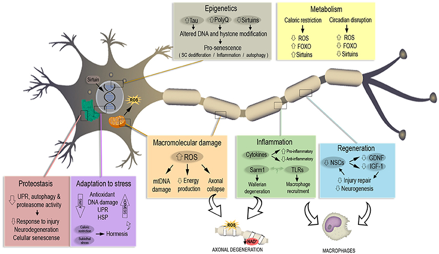 Frontiers | Axonal Degeneration during Aging and Its Functional 