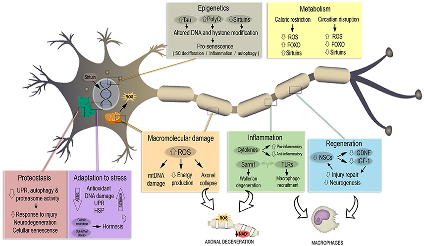 Frontiers | Axonal Degeneration during Aging and Its Functional Role in ...