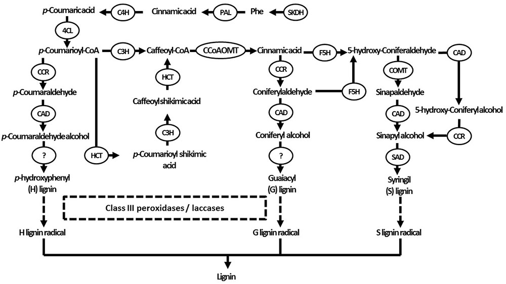 Frontiers Reciprocal Interactions between CadmiumInduced Cell Wall