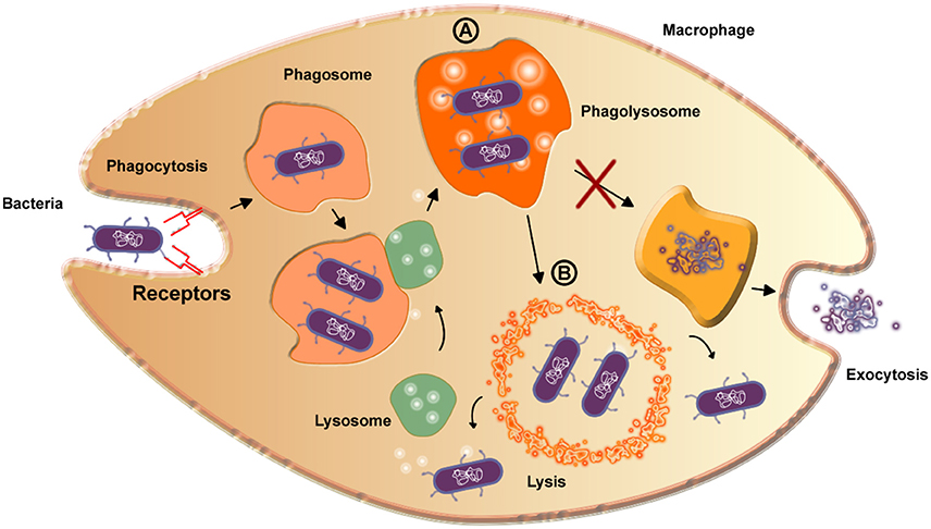 corynebacterium xerosis morphology