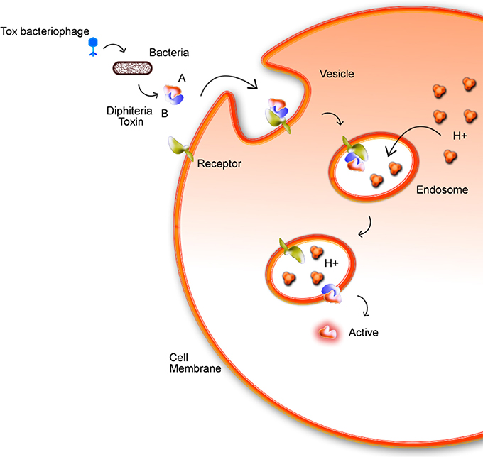 corynebacterium xerosis morphology